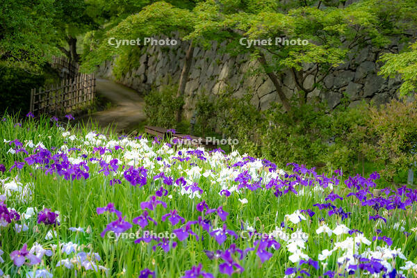 西日射す菖蒲園 [XLN110000001]