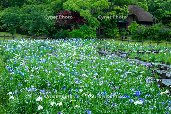 宮地嶽神社民家村自然広苑の菖蒲園 [XLN110000002]