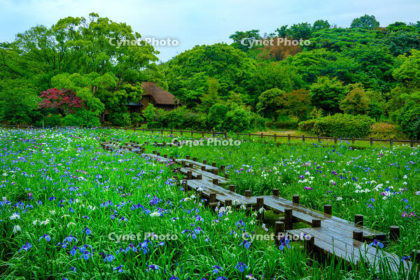 宮地嶽神社民家村自然広苑の菖蒲園 [XLN110000003]