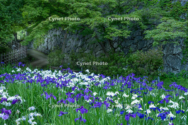 早朝の菖蒲園 [XLN110000004]