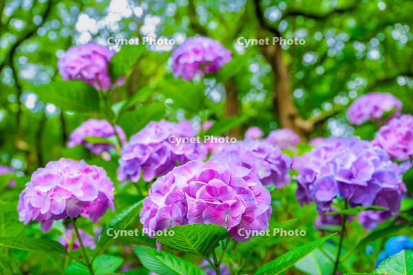 紫陽花 [XLN110000005]