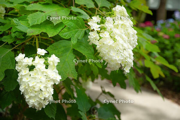 カシワバアジサイ [XLN110000006]