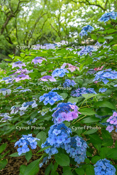 ガクアジサイ [XLN110000008]