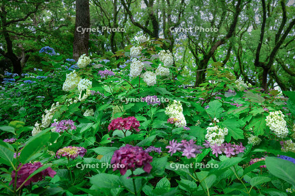 紫陽花 [XLN110000009]