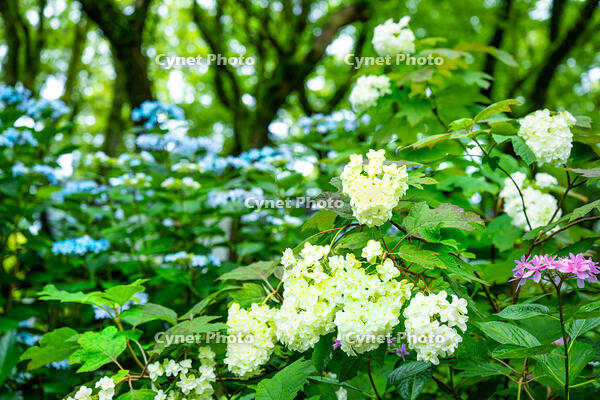 カシワバアジサイとガクアジサイ [XLN110000010]