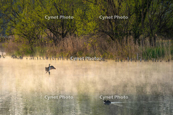 朝日を受ける鵜 [XLN110000017]