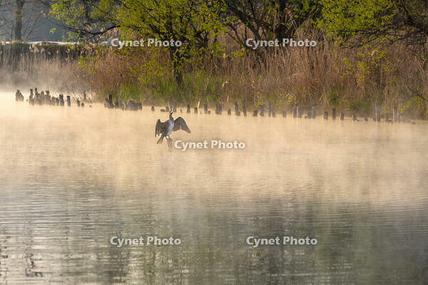 朝日を受ける鵜 [XLN110000018]